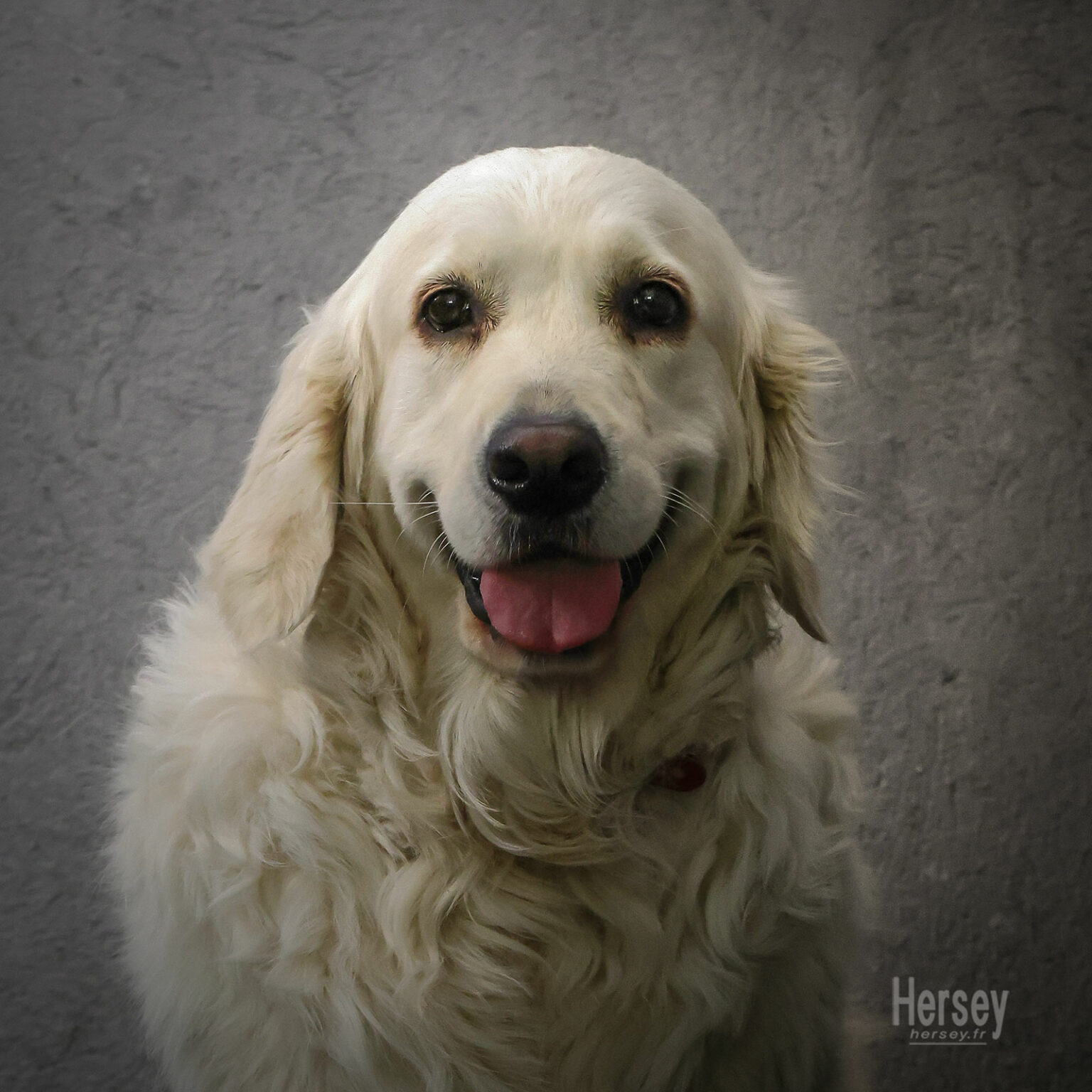 Golden retriever © Hersey Photographe animalier Uzès Nîmes Gard